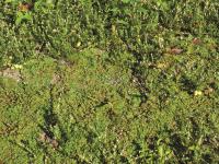 Hépatique fontaines (Marchantia polymorpha)_5