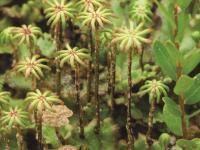 Hépatique fontaines (Marchantia polymorpha)_7