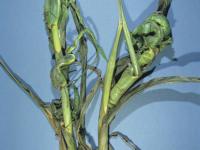 Maïs grain et fourrager - dicamba (4)_5