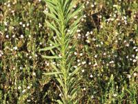 Vergerette du Canada(Erigeron canadensis)_10