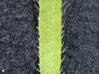 Vergerette du Canada(Erigeron canadensis)_15