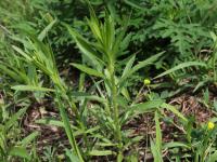 Vergerette du Canada(Erigeron canadensis)_24