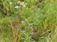 Vergerette du Canada(Erigeron canadensis)_26