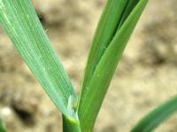 Folle avoine (Avena fatua)_2