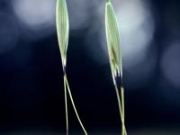 Folle avoine (Avena fatua)_3