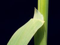Folle avoine (Avena fatua)_7