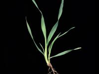 Folle avoine (Avena fatua)_12