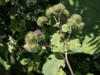 Grande bardane (Arctium lappa)_2