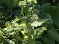 Grande bardane (Arctium lappa)_8
