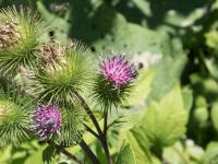 Grande bardane (Arctium lappa)_11