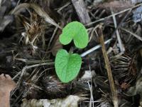 Grande bardane (Arctium lappa)_13