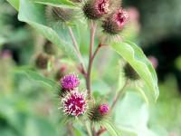 Petite bardane (Arctium minus)_5