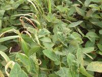 Soya - fomésafène (14)_9