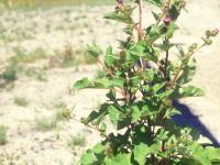 Petite bardane (Arctium minus)_9