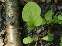 Petite bardane (Arctium minus)_14