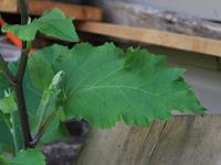 Petite bardane (Arctium minus)_16