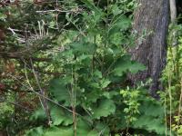 Petite bardane (Arctium minus)_17