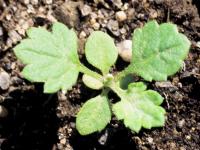Armoise vulgaire(Artemisia vulgaris)_1