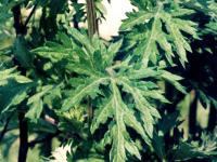 Armoise vulgaire(Artemisia vulgaris)_3