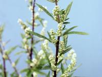 Armoise vulgaire(Artemisia vulgaris)_4