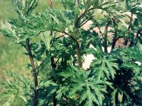 Armoise vulgaire(Artemisia vulgaris)_5
