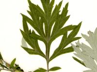 Armoise vulgaire(Artemisia vulgaris)_6