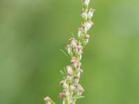 Armoise vulgaire(Artemisia vulgaris)_7