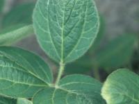 Soya - dicamba (4)_1