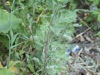 Armoise vulgaire(Artemisia vulgaris)_11