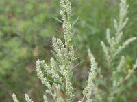 Armoise vulgaire(Artemisia vulgaris)_12