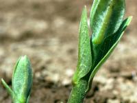 Asclépiade commune (Asclepias syriaca)_3