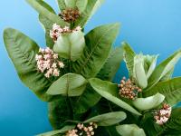 Asclépiade commune (Asclepias syriaca)_4