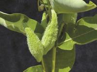 Asclépiade commune (Asclepias syriaca)_11