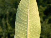 Asclépiade commune (Asclepias syriaca)_12