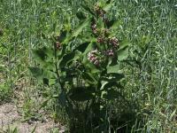 Asclépiade commune (Asclepias syriaca)_22