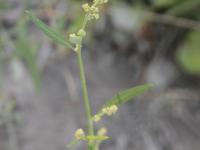 Arroche étalée(Atriplex patula)_13