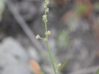 Arroche étalée(Atriplex patula)_14