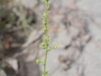 Arroche étalée(Atriplex patula)_16