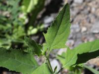 Arroche étalée(Atriplex patula)_22