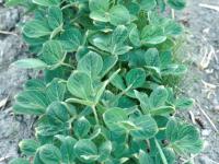 Soya - dicamba (4)_7