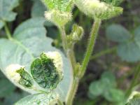Soya - dicamba (4)_8