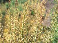 Barbarée vulgaire(Barbarea vulgaris)_10
