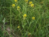 Barbarée vulgaire(Barbarea vulgaris)_17