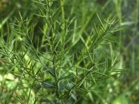Barbarée vulgaire(Barbarea vulgaris)_19