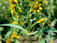 Bident penché(Bidens cernua)_3