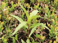 Bident penché(Bidens cernua)_7