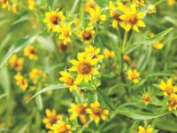 Bident penché(Bidens cernua)_9
