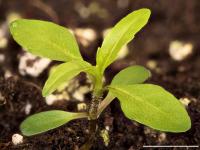 Bident penché(Bidens cernua)_17