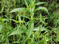 Bident penché(Bidens cernua)_18
