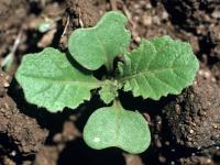 Moutarde oiseaux (Brassica rapa)_1